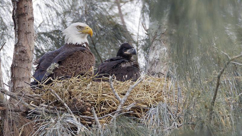 Image of eagle in nest