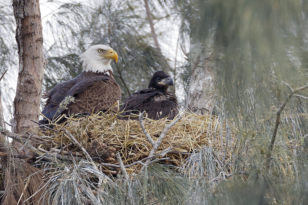 Image of eagle in nest